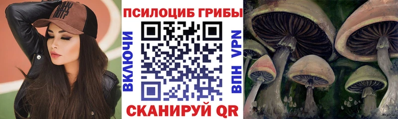 Купить закладки  Жиздра  Псилоцибиновые грибы Psilocybine cubensis 
